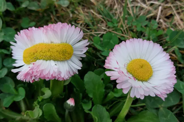 Rare mutation on a flower, seen in real world Rare mutation on a flower, seen in real world